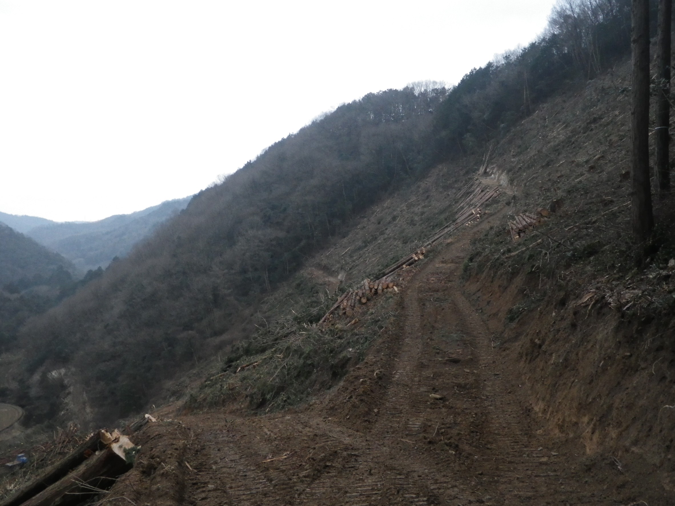 岡山県久米郡美咲町大戸上での皆伐による木材搬出作業